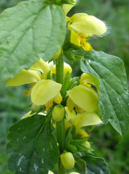 Lamiastrum galeobdolon